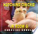 Hatching chicks in room 6 /