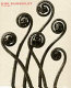 Karl Blossfeldt, photography /