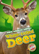 White-tailed deer /