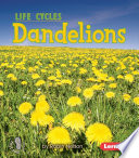 Dandelions /