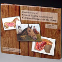 Illustrated atlas of clinical equine anatomy and common disorders of the horse /