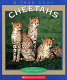 Cheetahs /