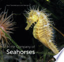 In the Company of Seahorses /