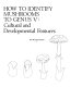 How to identify mushrooms to Genus V : cultural and developmental features /
