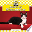 American wirehair cats /